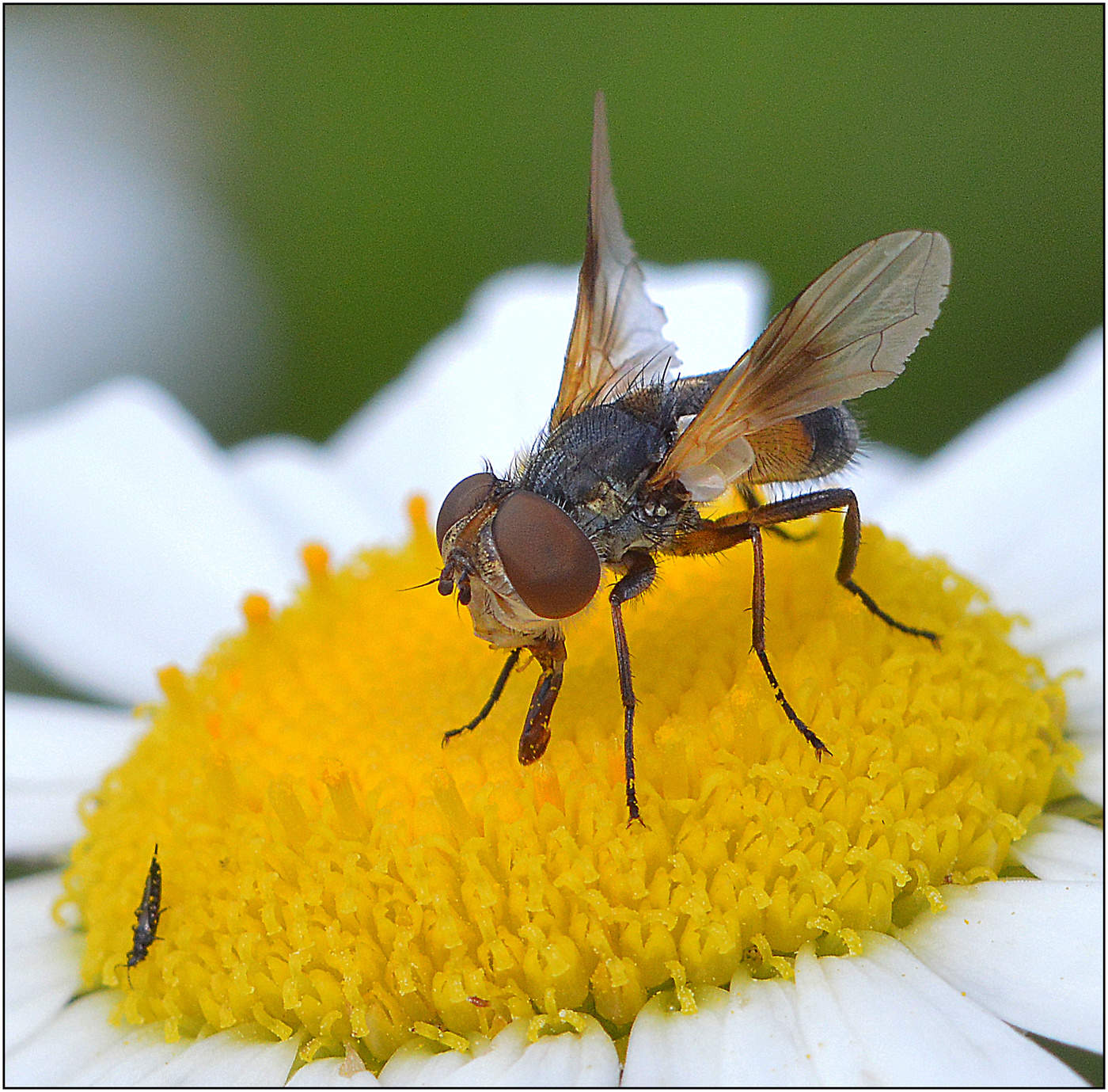 Любительница сладкого.