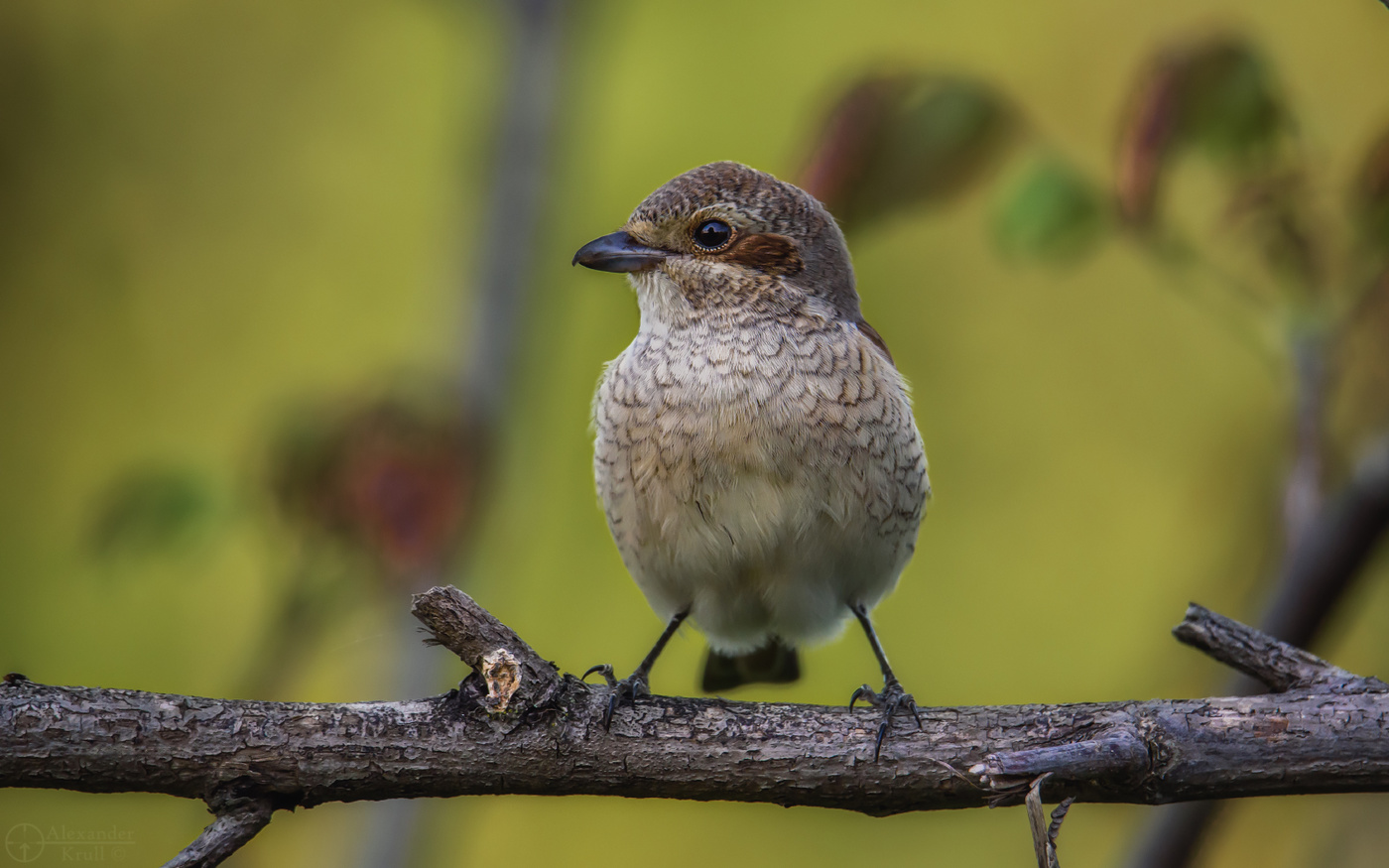 На спичках...