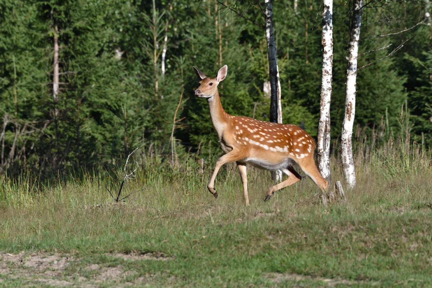 летящей походкой