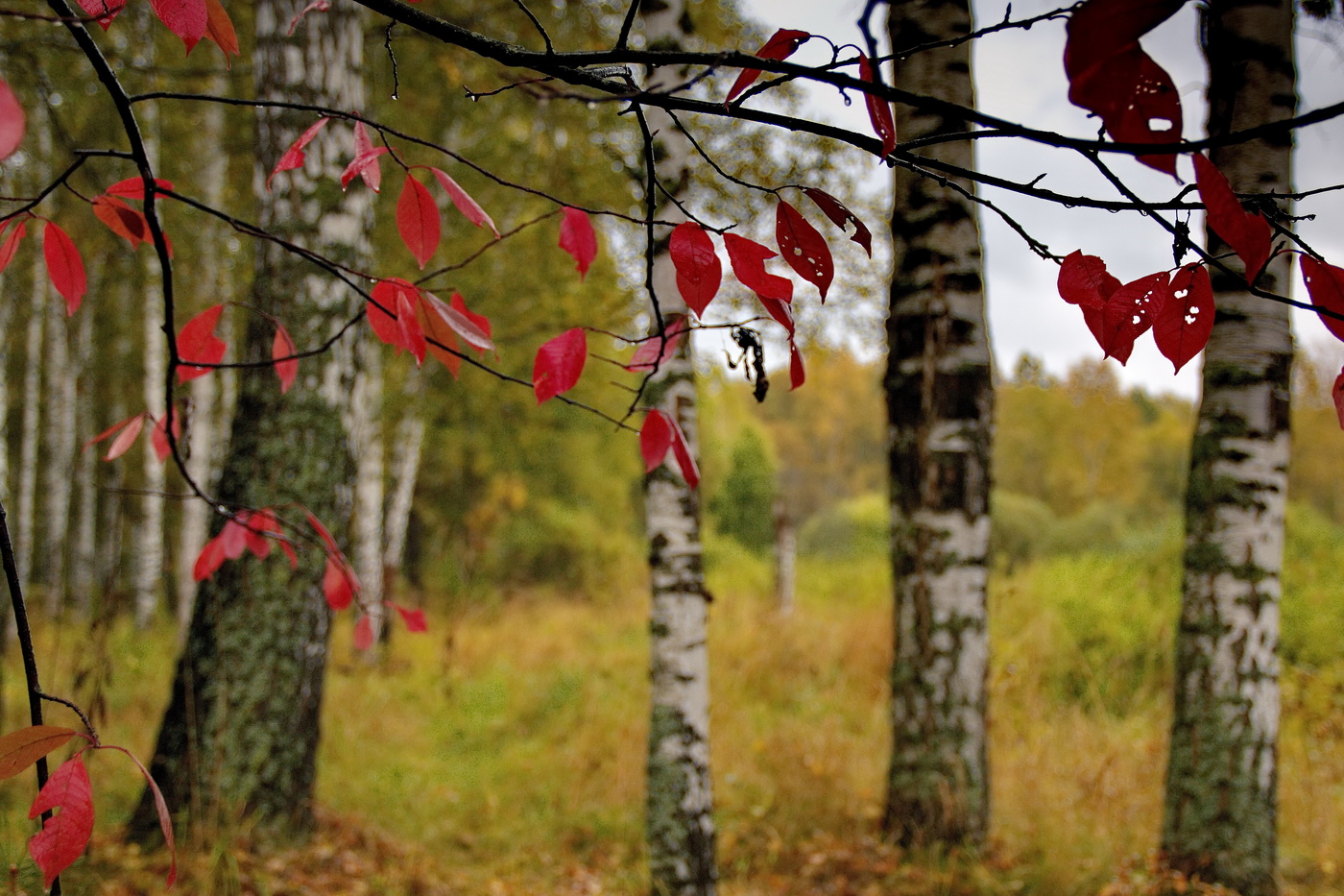 Сентябрьский этюд.