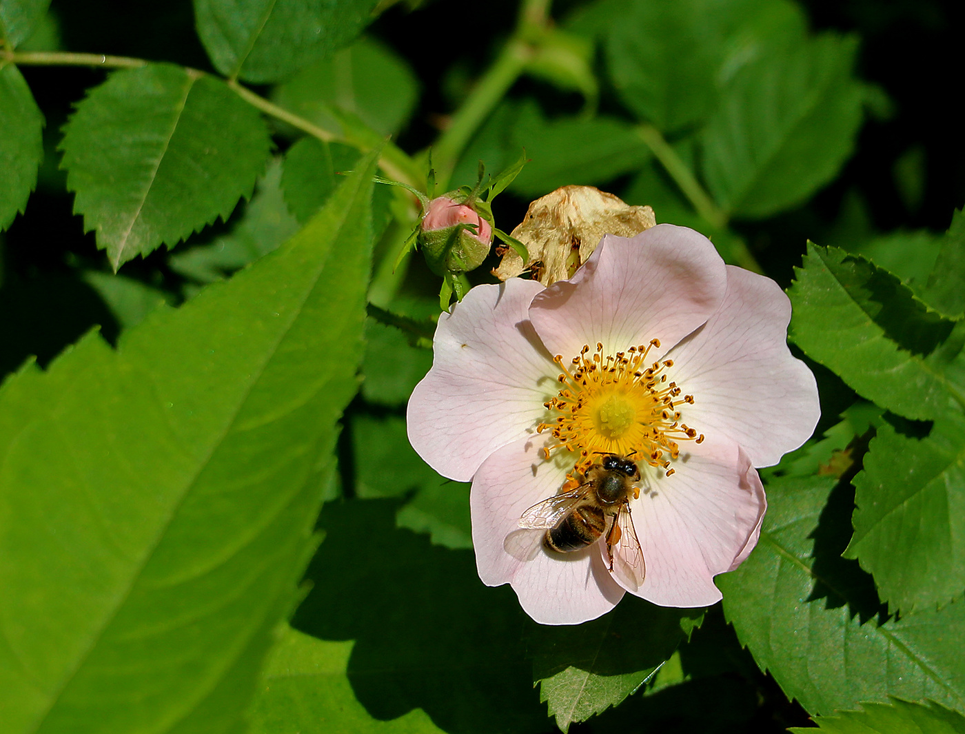 Весенний медосбор