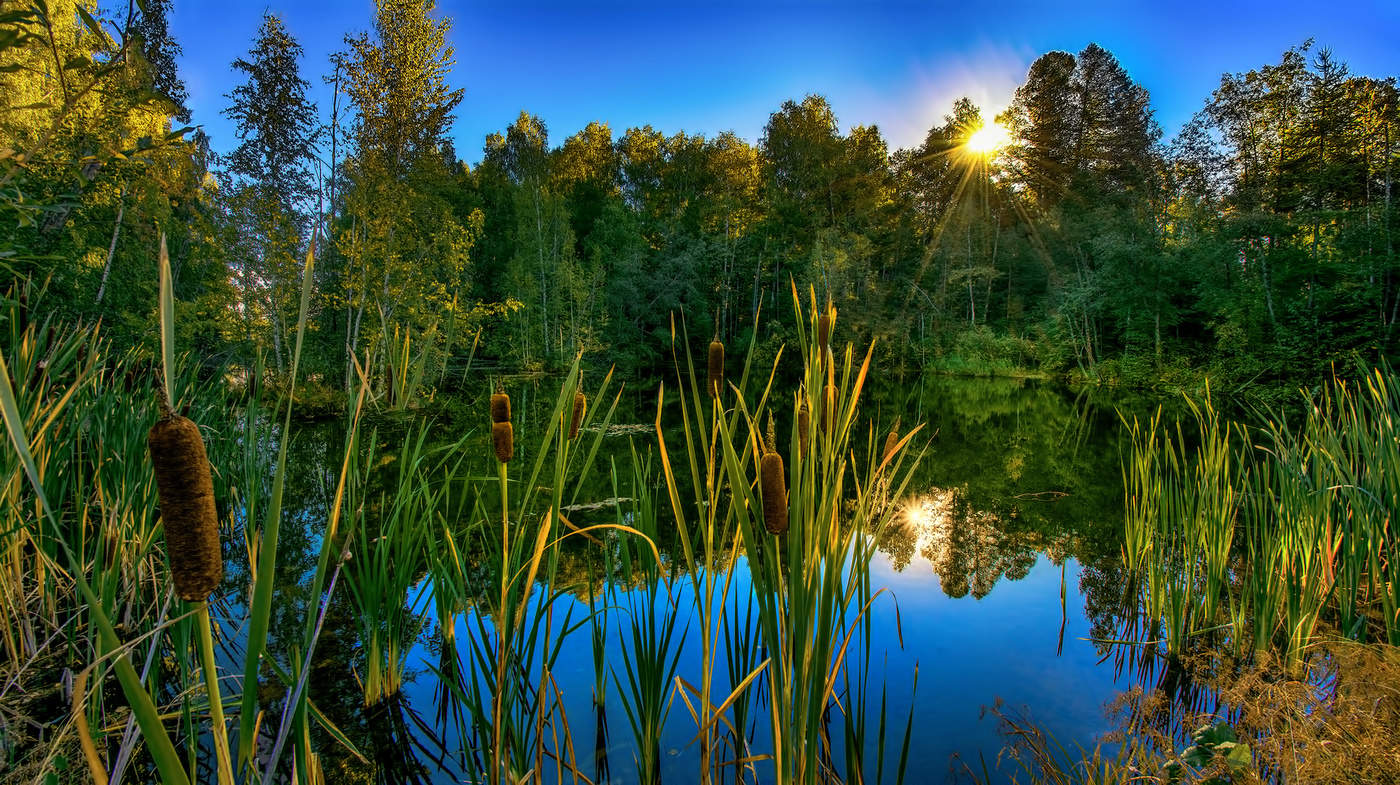 Утренний свет