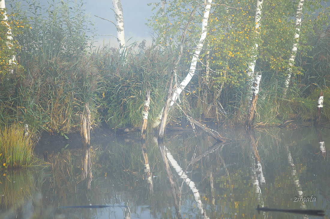 лесной пейзаж