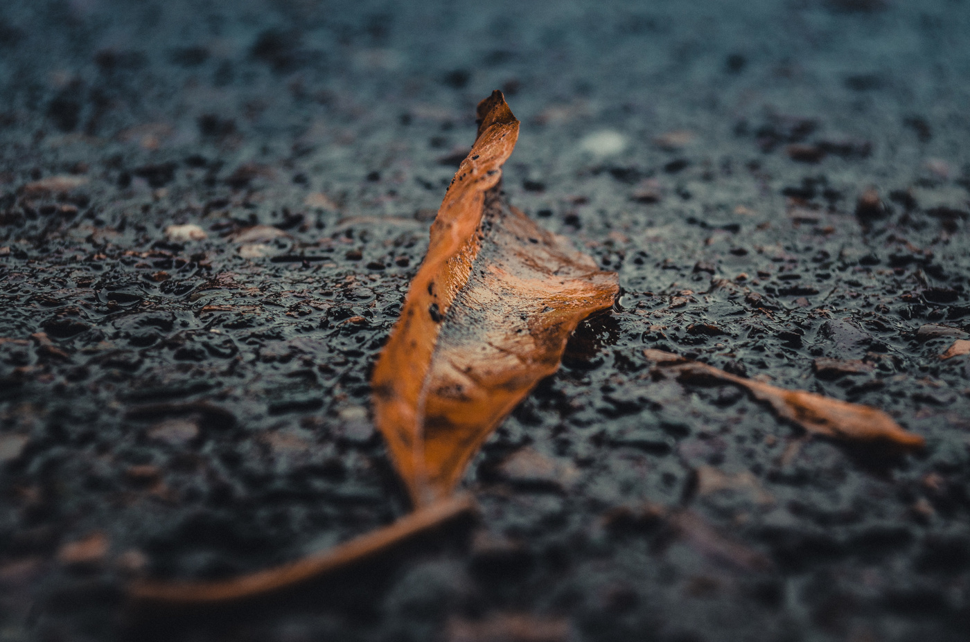 Одинокий лист.