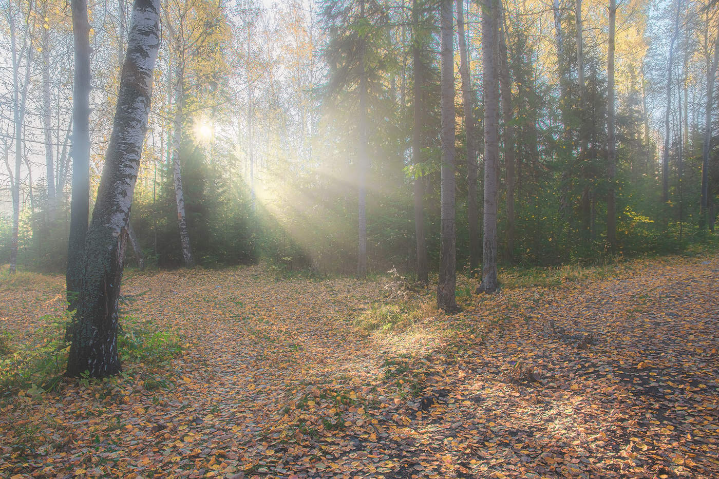 Утренний лес