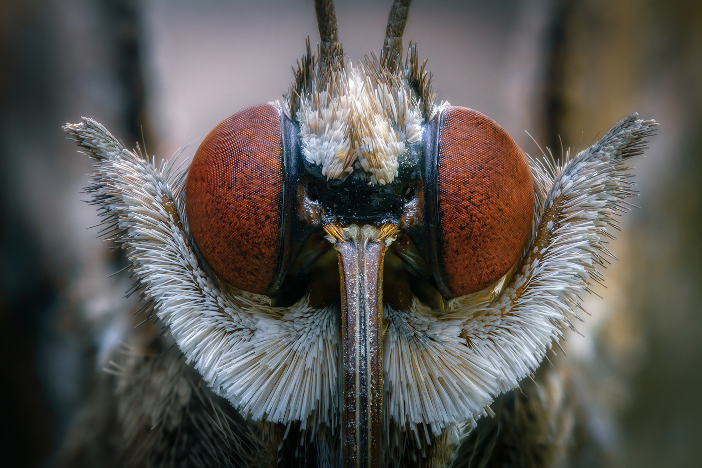 Портрет гаргульи с воротником.