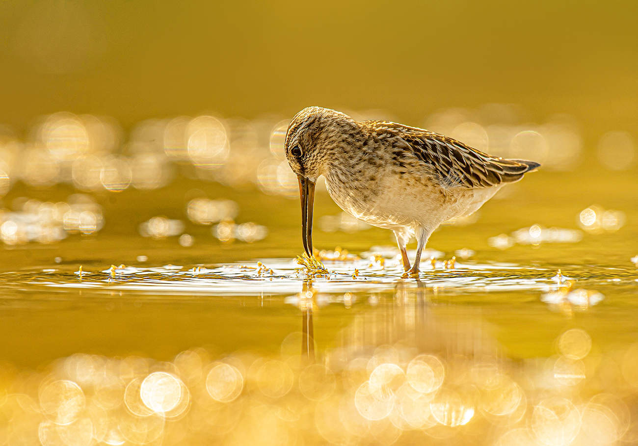 "Купаясь в золоте осеннем..."