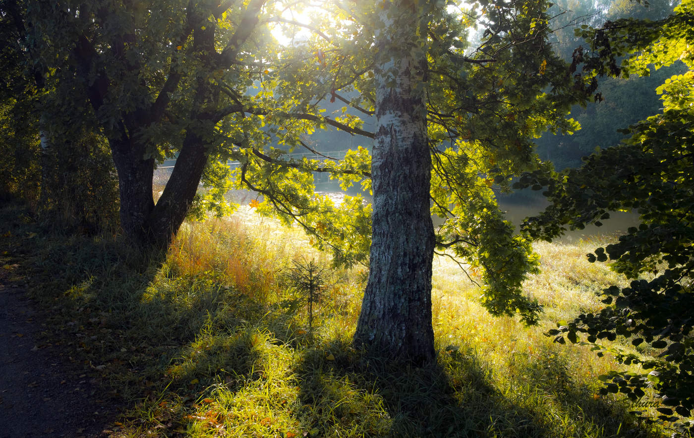 Берёза у реки.