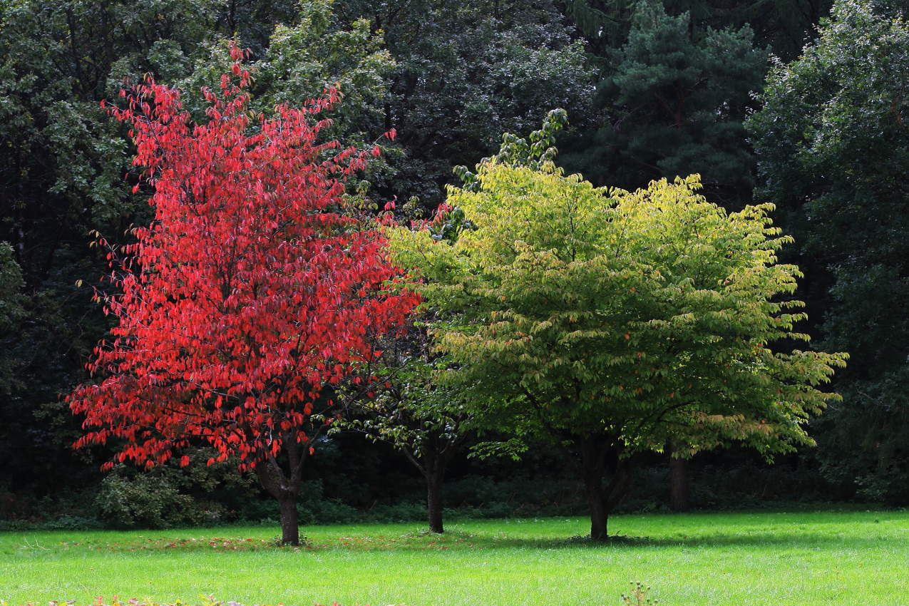 Запахло осенью слегка