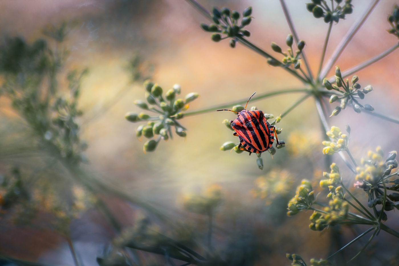 Где-то во Вселенной...