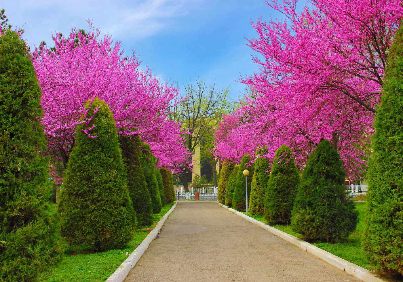 Аллея церциса