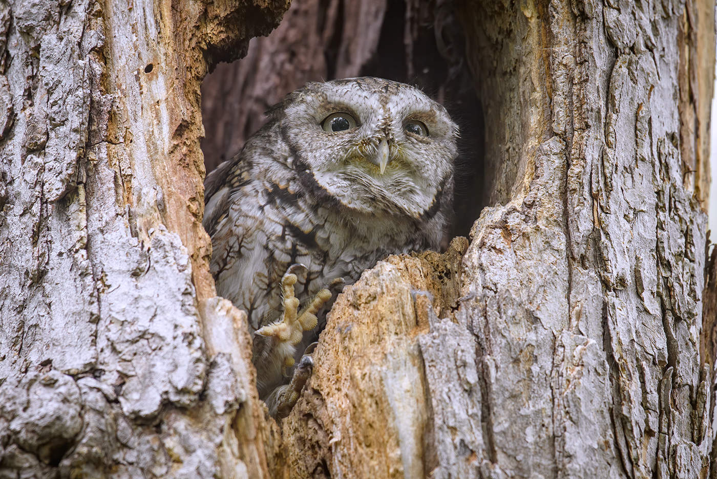 Eastern Screech Owl (grey morph) in Canada
