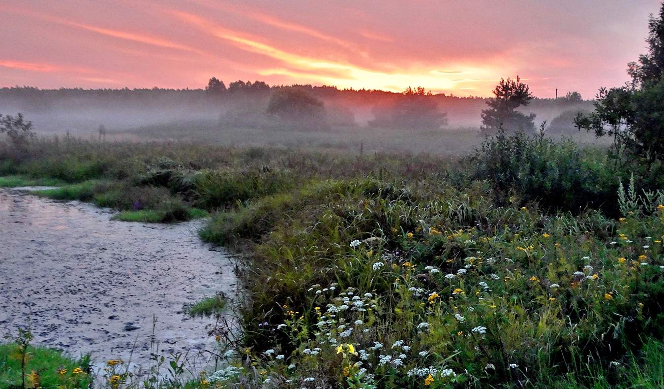 Полевые цветы дурманят душистым запахом