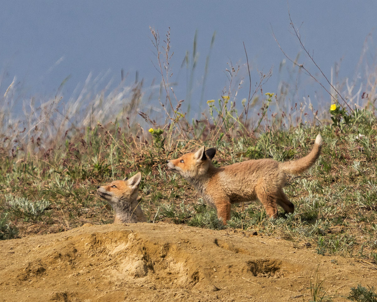 Кажется, дождь собирается...