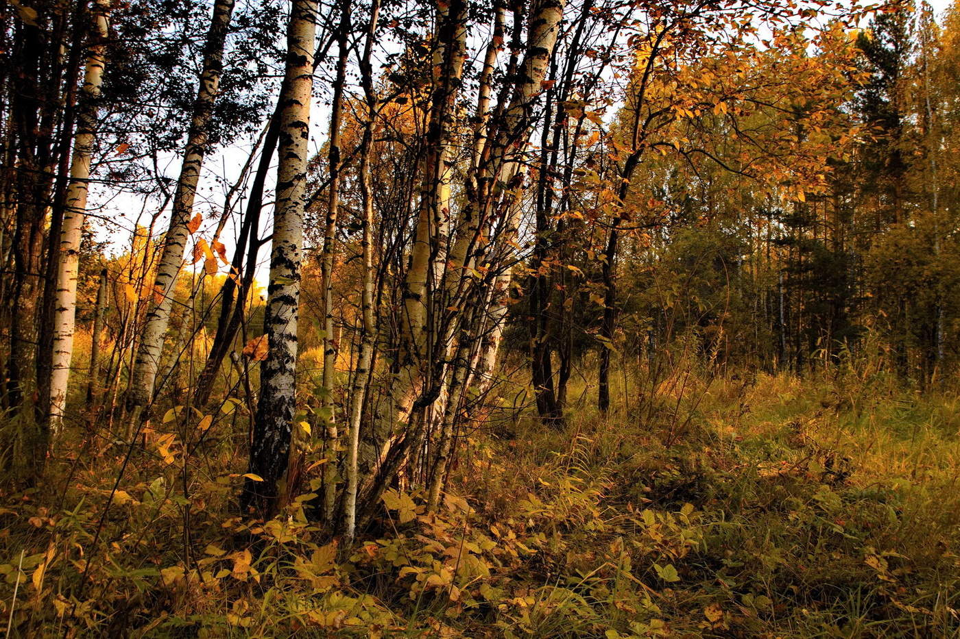 Осенний вечер.