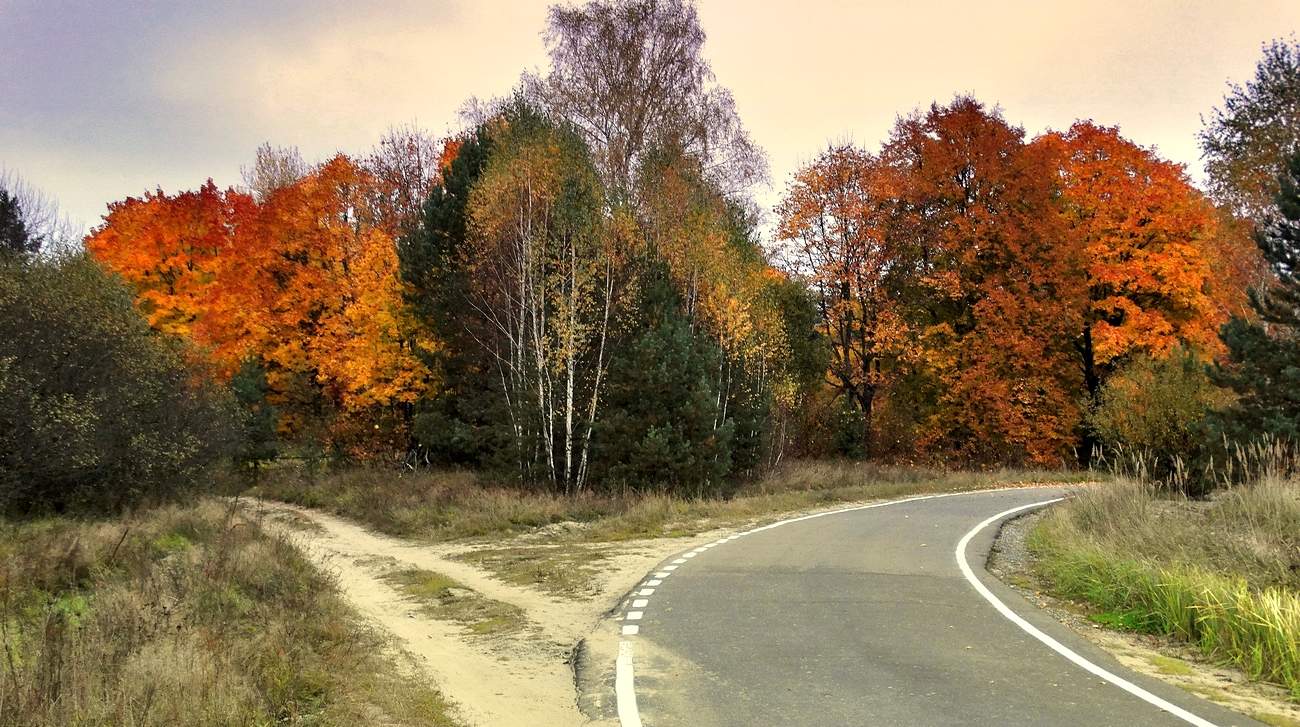 Налево осень, направо осень, подожду бабьего лета