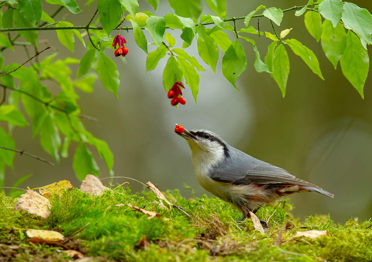 Поползень и бересклет