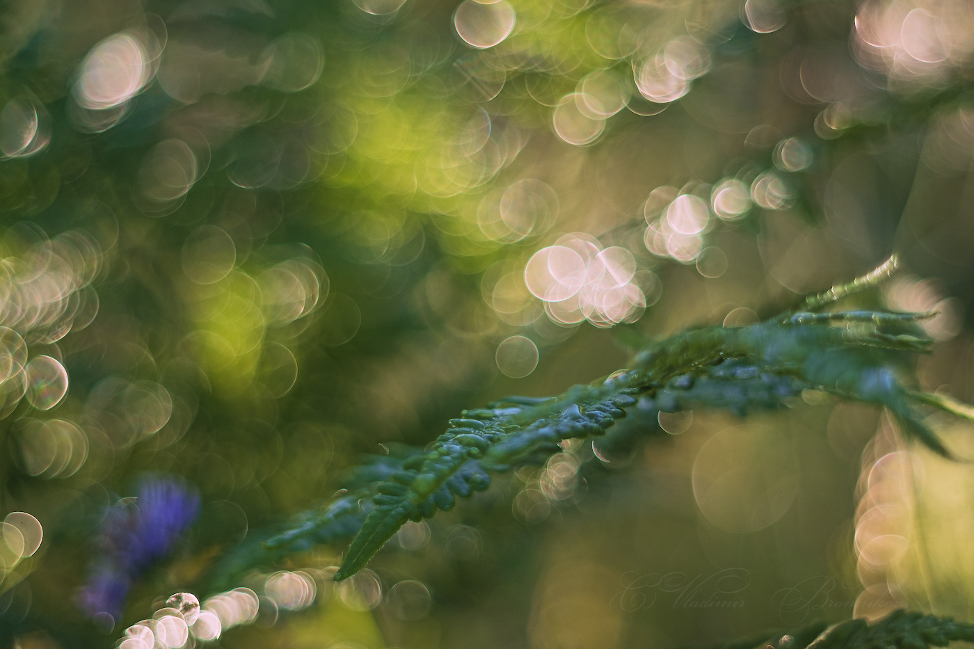 Папоротник