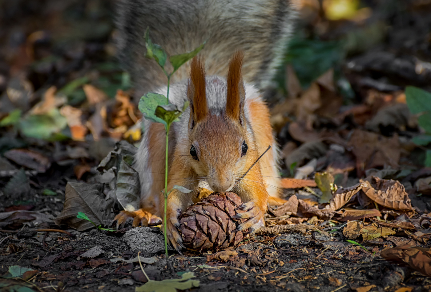 с кедровой шишкой..