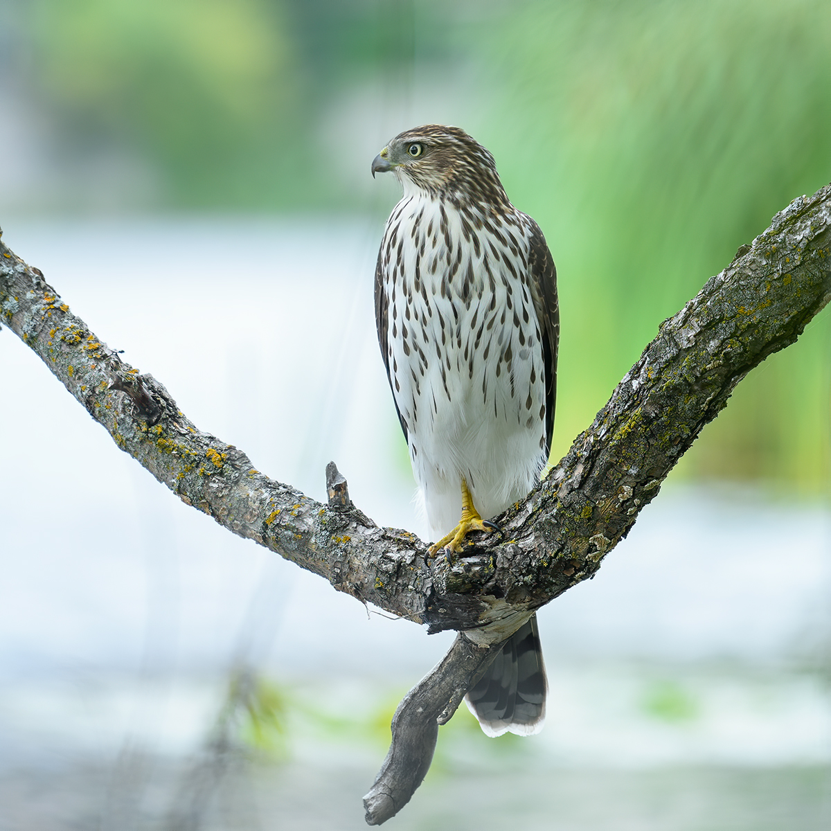 Cooper's hawk(immature)