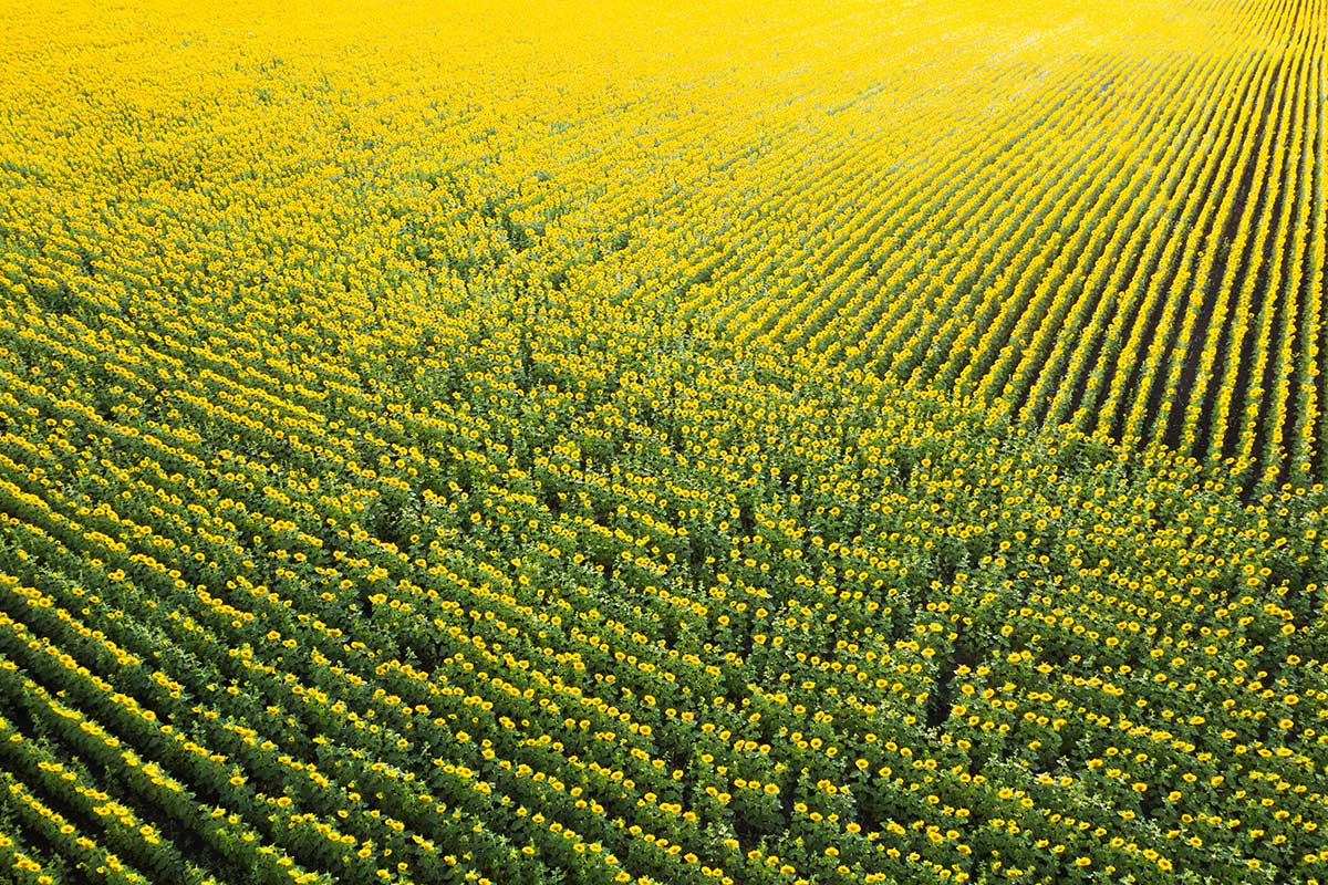 Подсолнечный полет