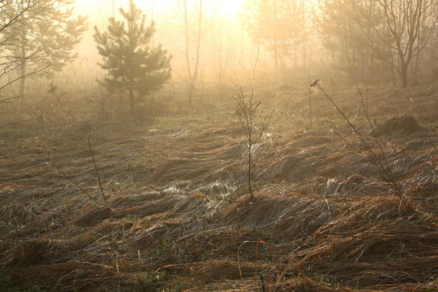 Апрельское утро