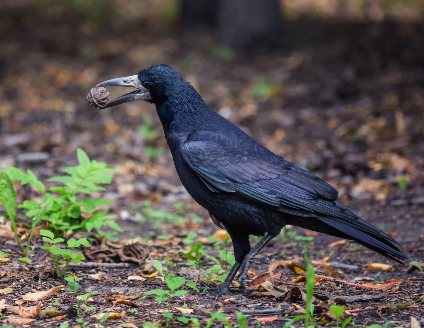 с маньчжурским орехом..