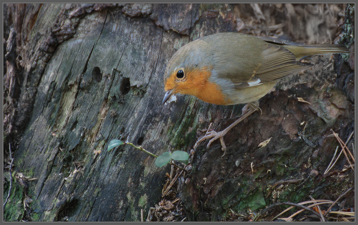 "Какой чудесный день! Какой чудесный пень!" (С)