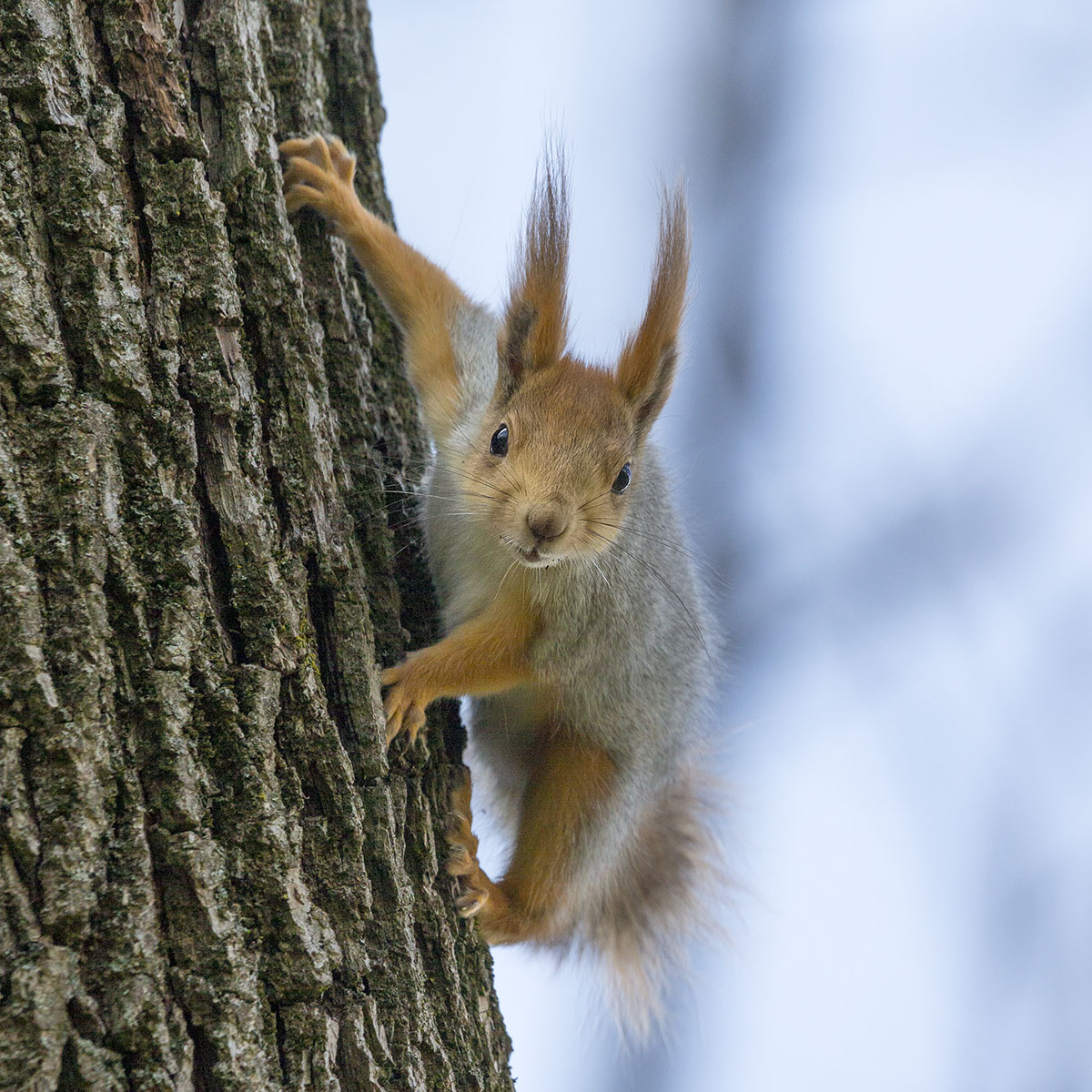 Любопытная