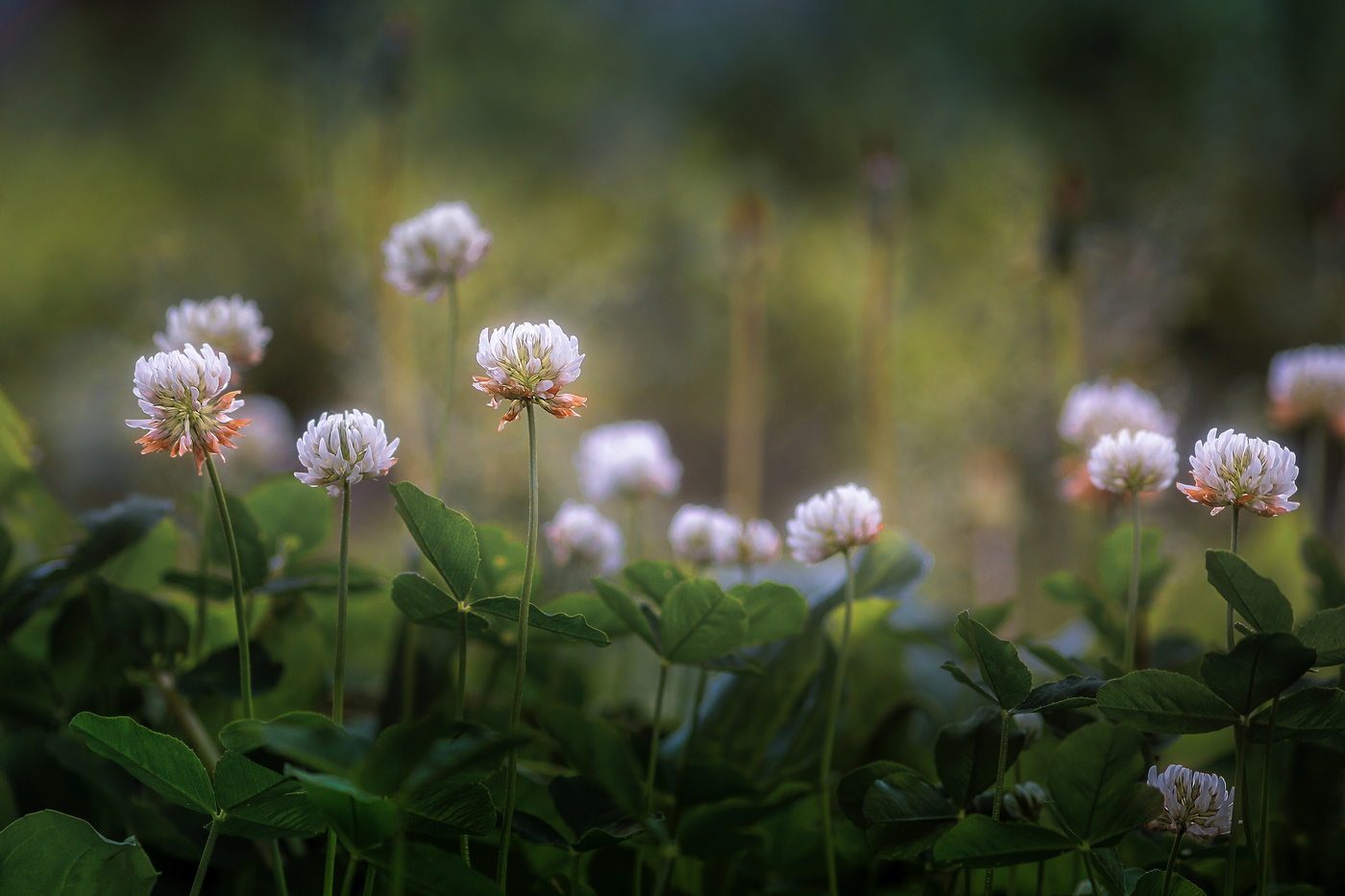Слово о белом клевере.