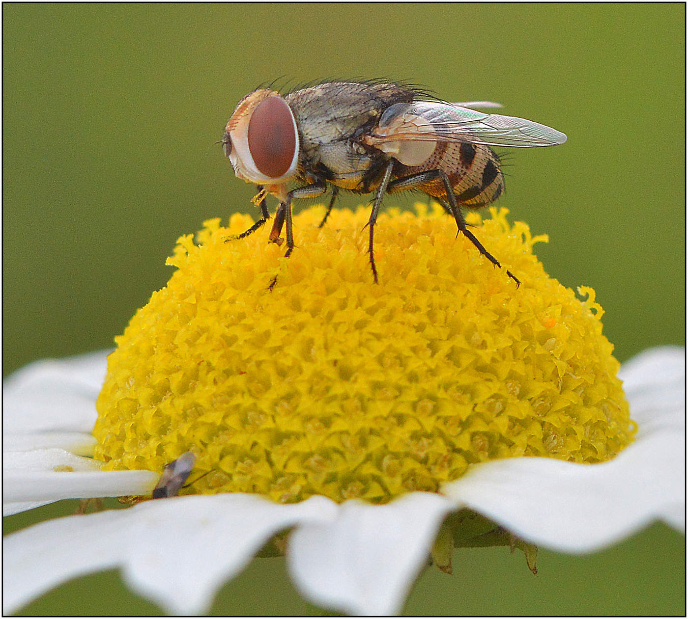 Питание как основа.