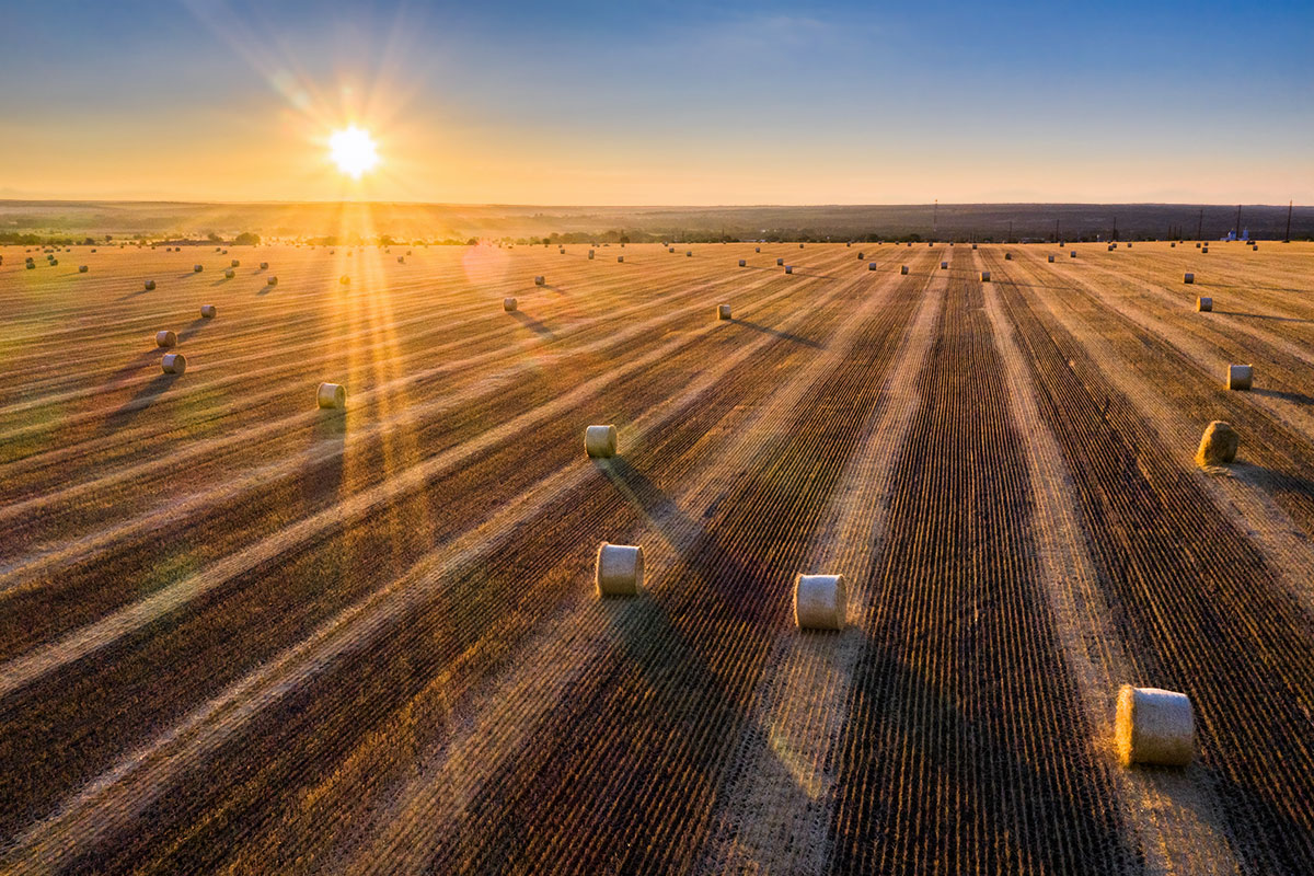 Над жнивьем