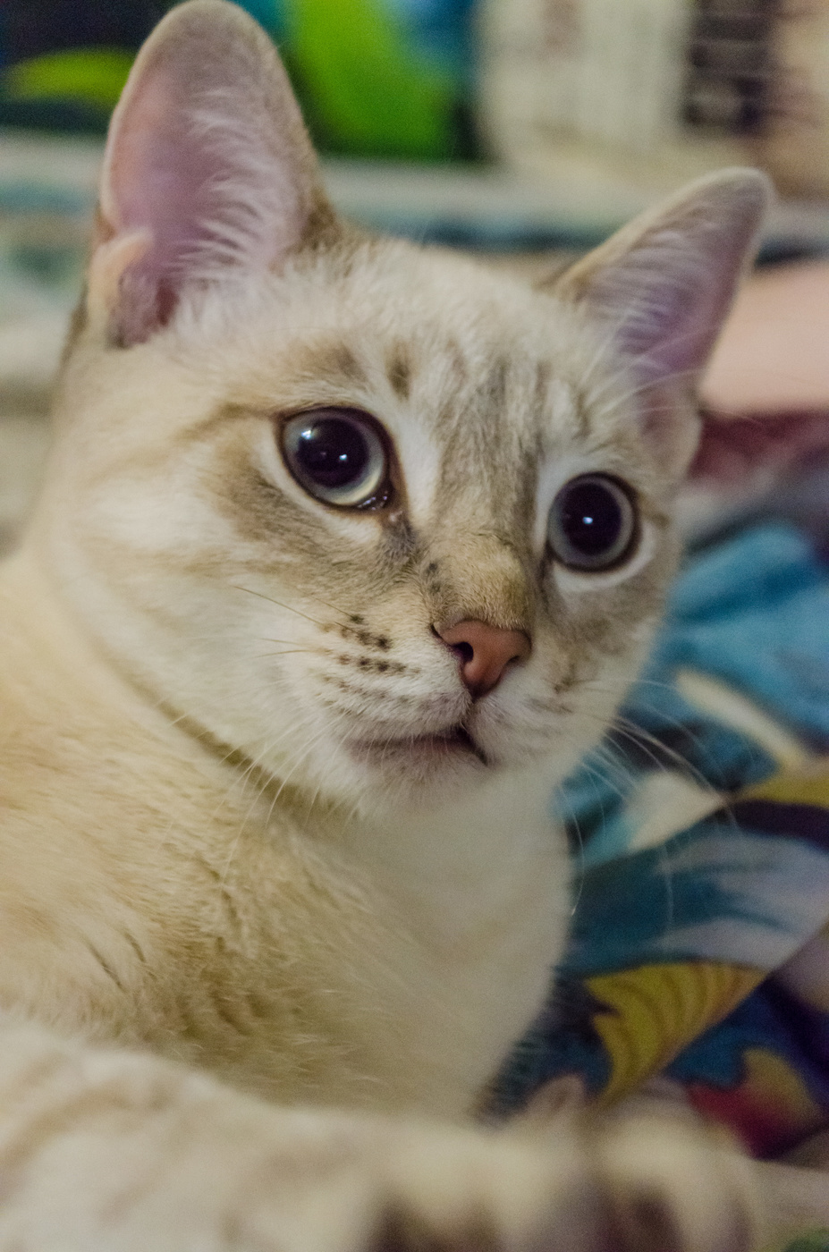 Мой Маркиз.