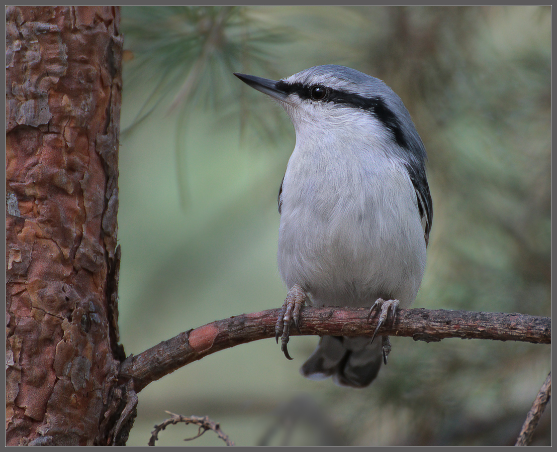 Созерцатель