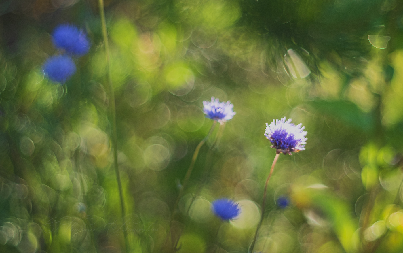 На рассвете