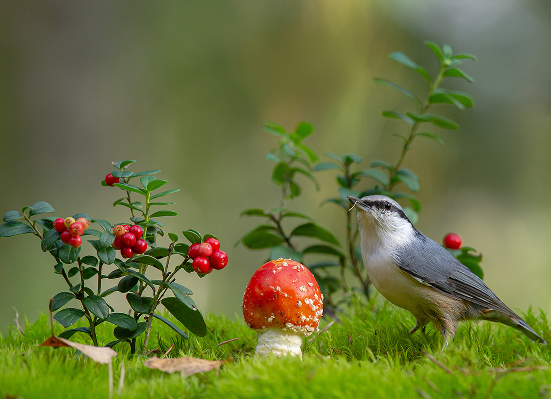 Позирующий поползень