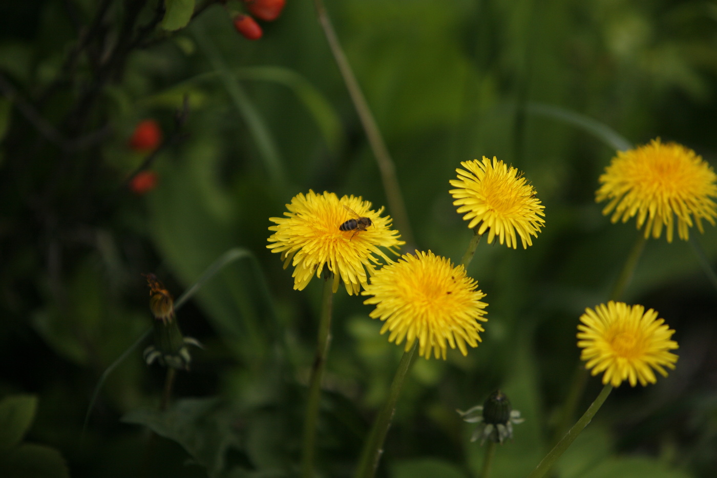 Одуванчики в мае