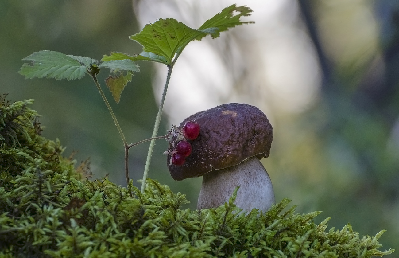 На лесной опушке