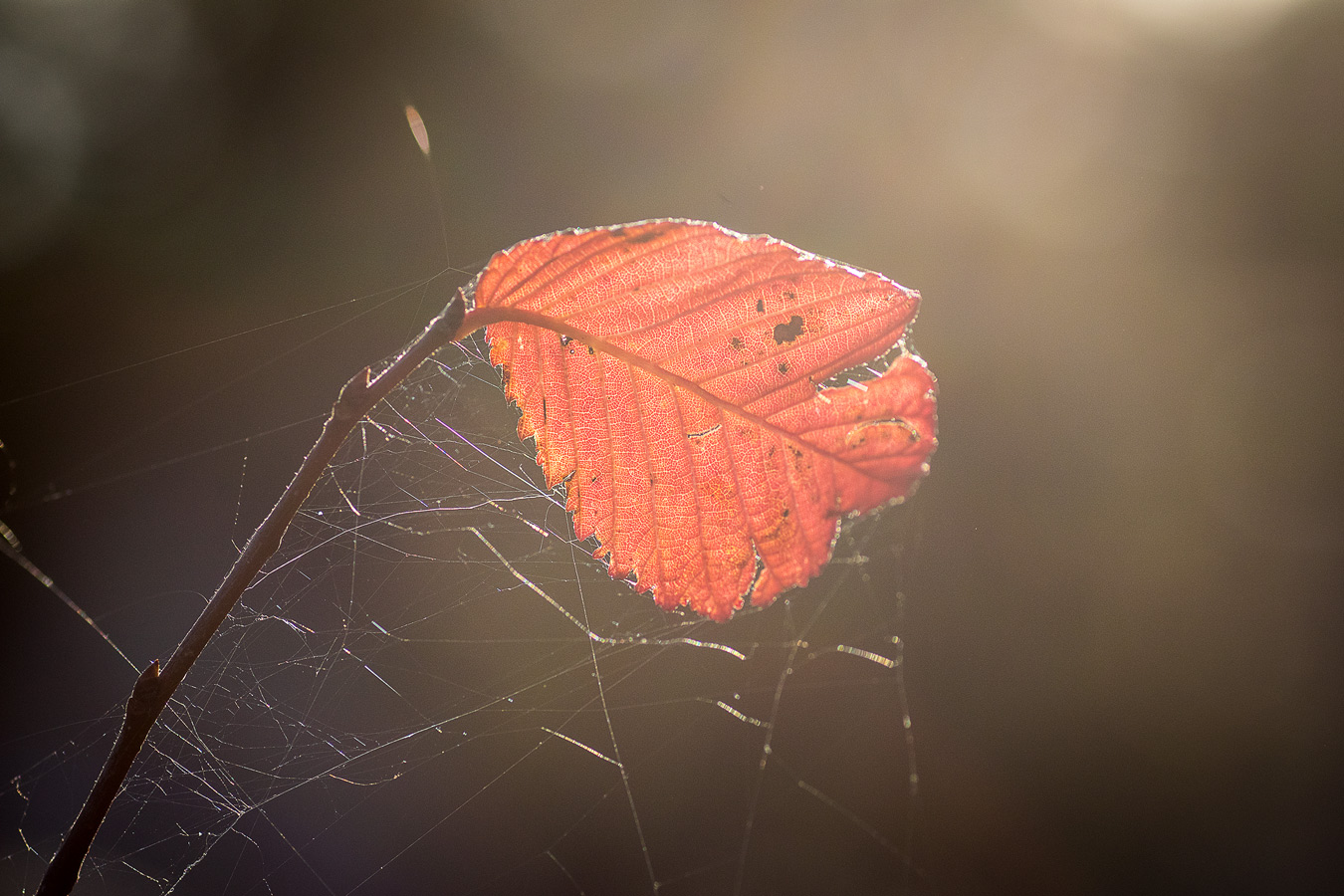 Последний листок