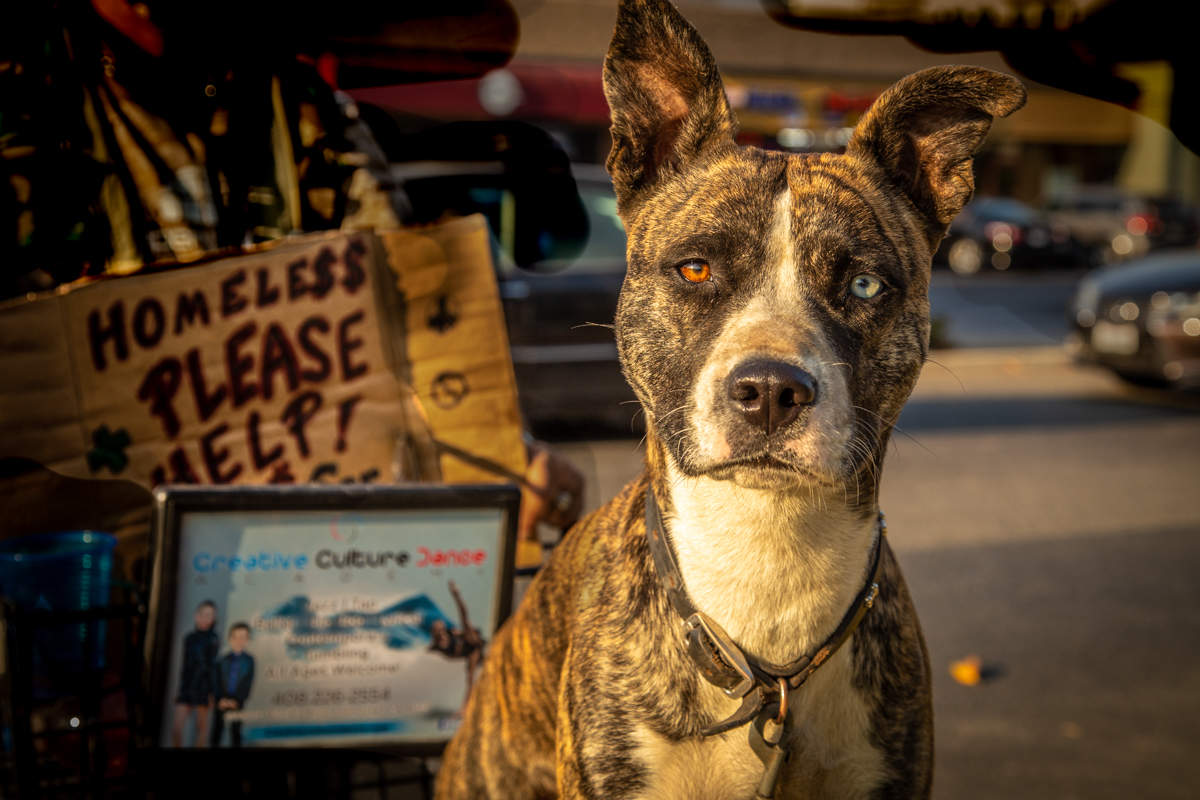 Собачий взгляд