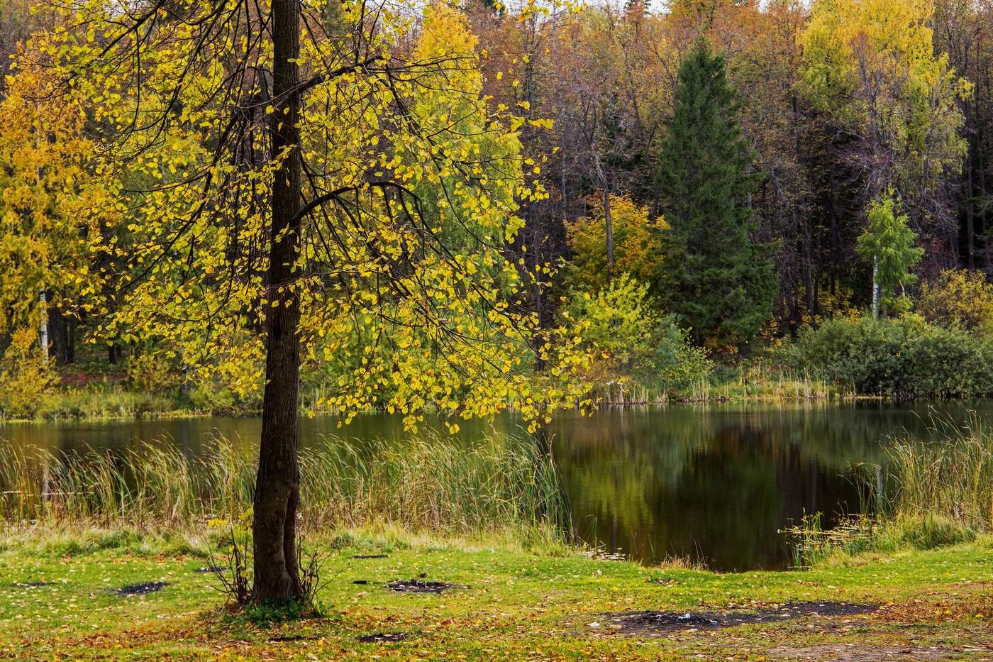 Озеро в лесу