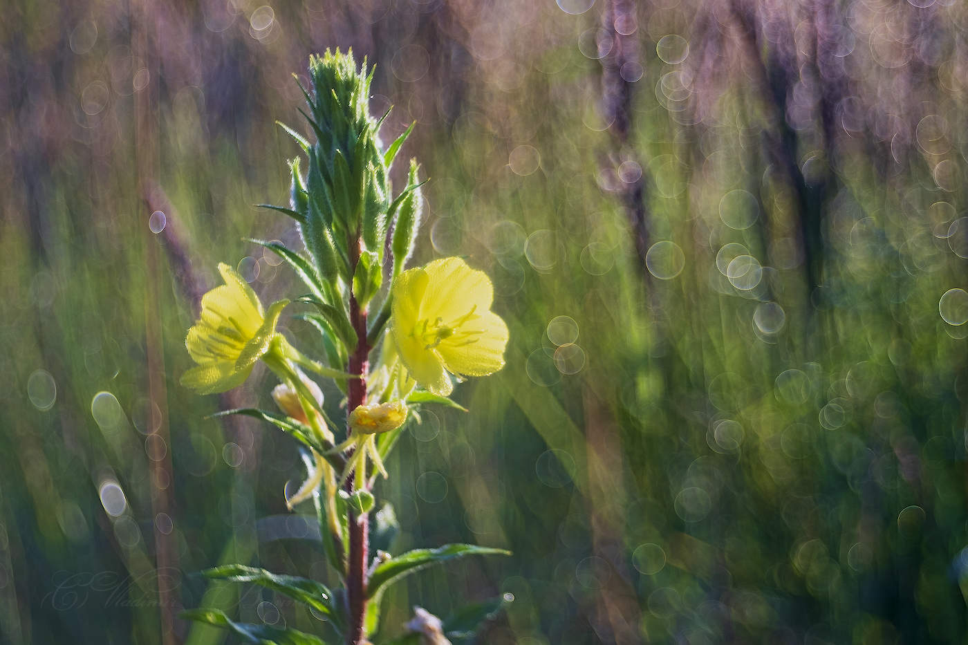 Цветок Энотера