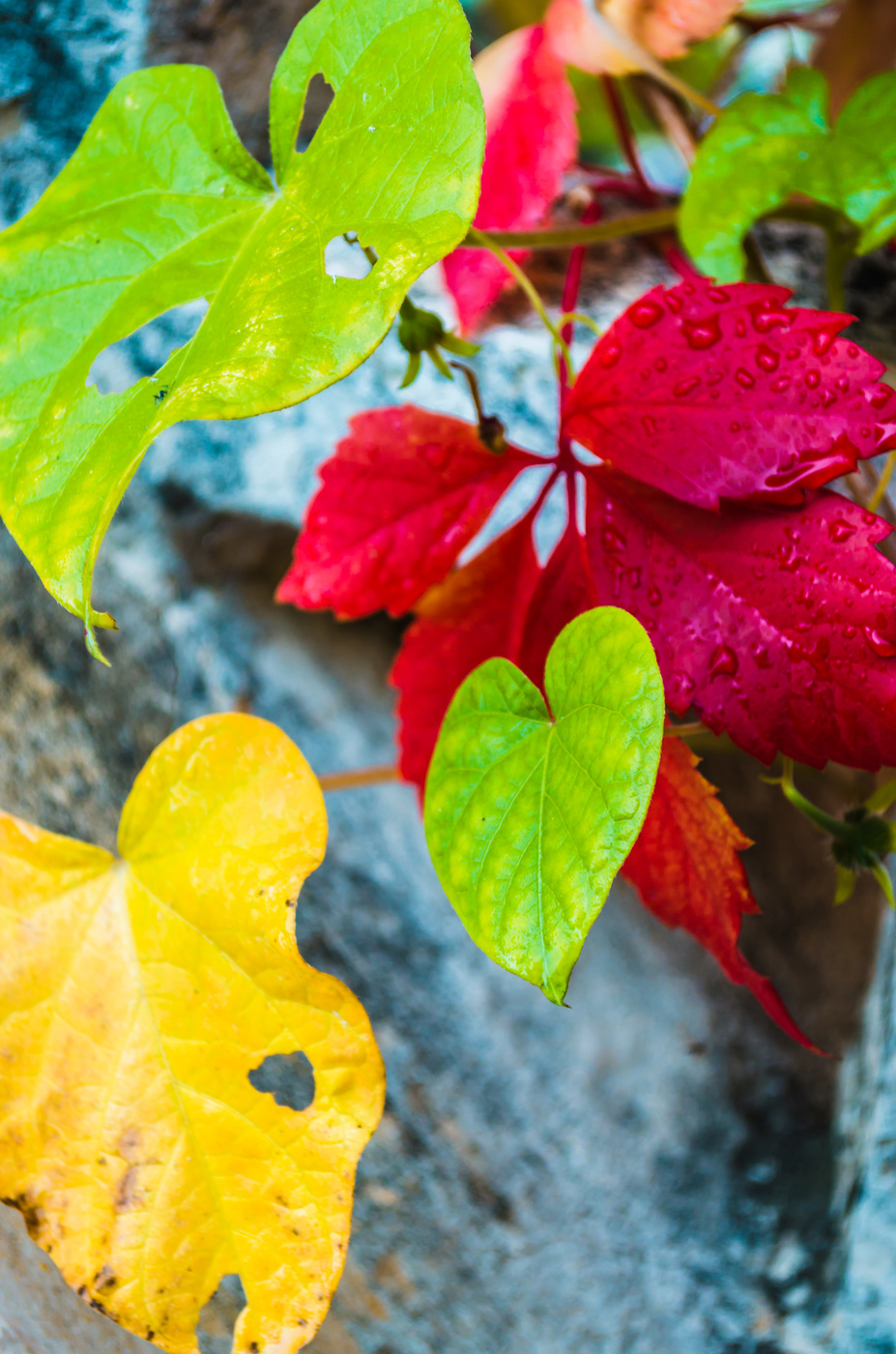 Краски сентября