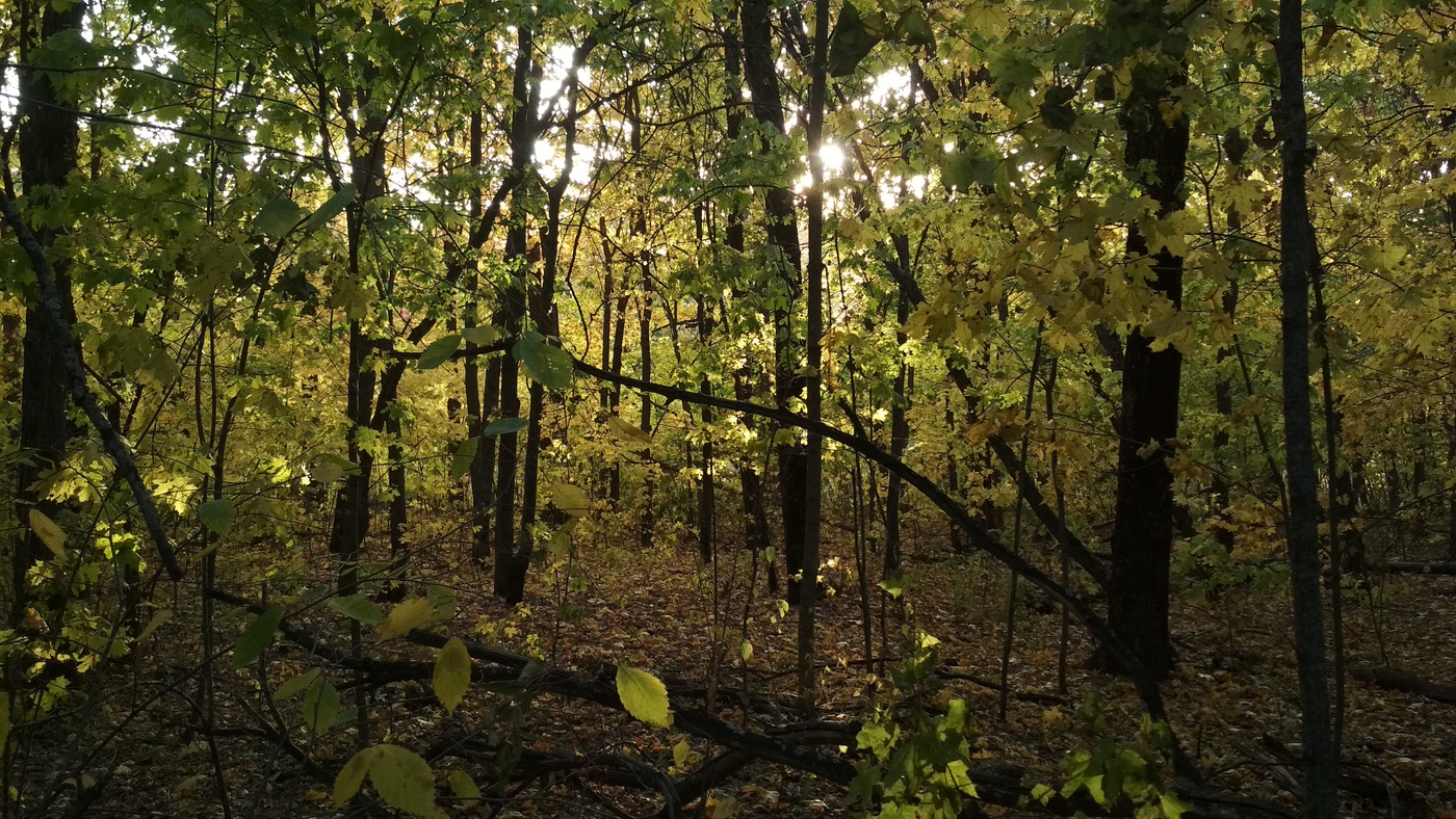 осень в кленовом лесу