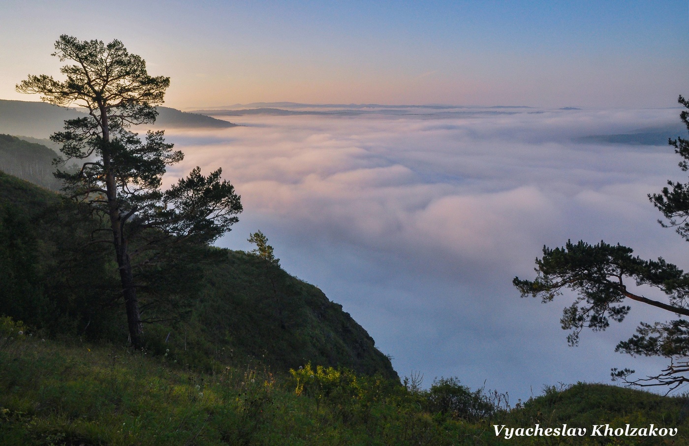 Сосны на утесе в тумане