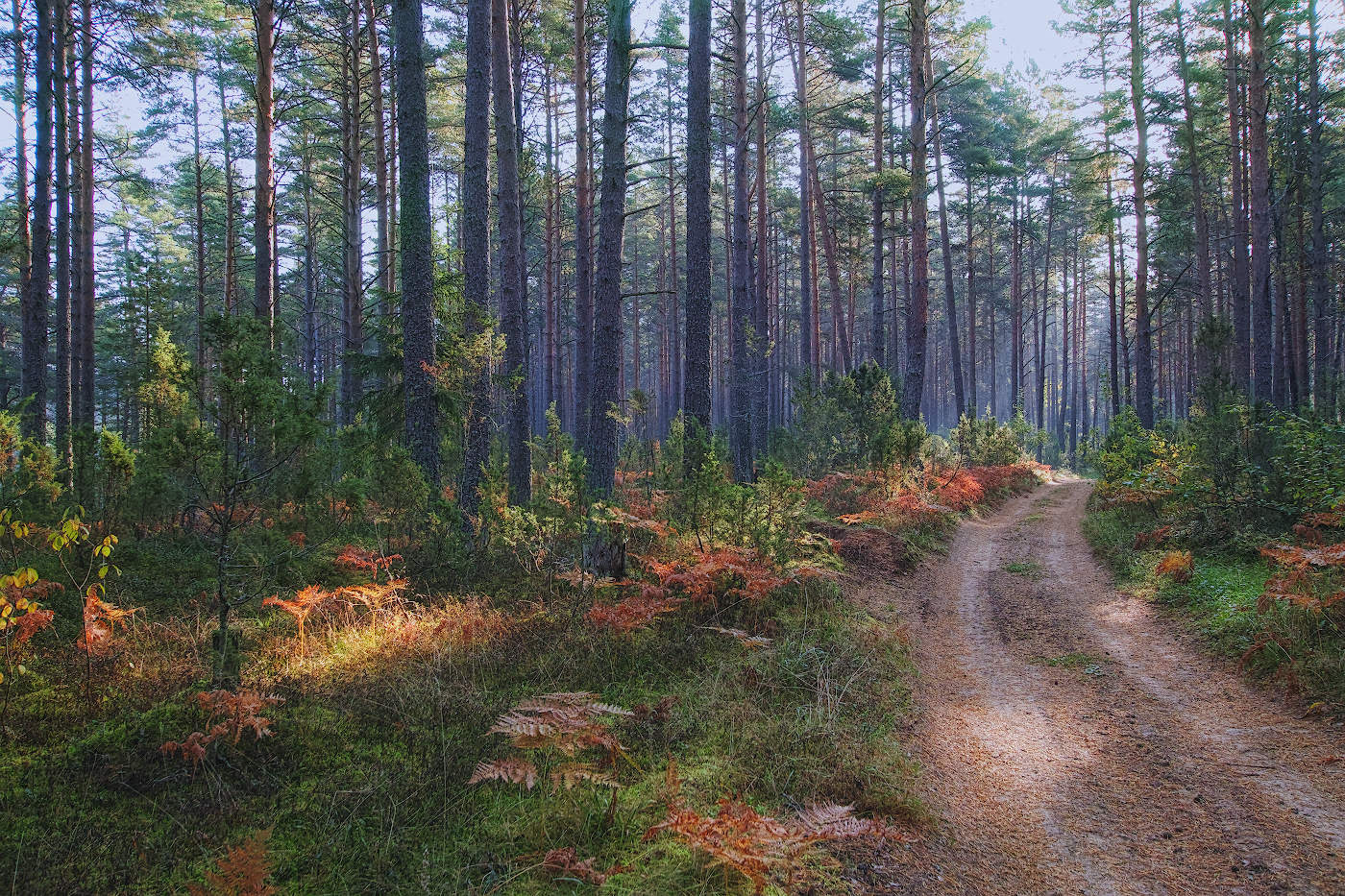 Осенний лес