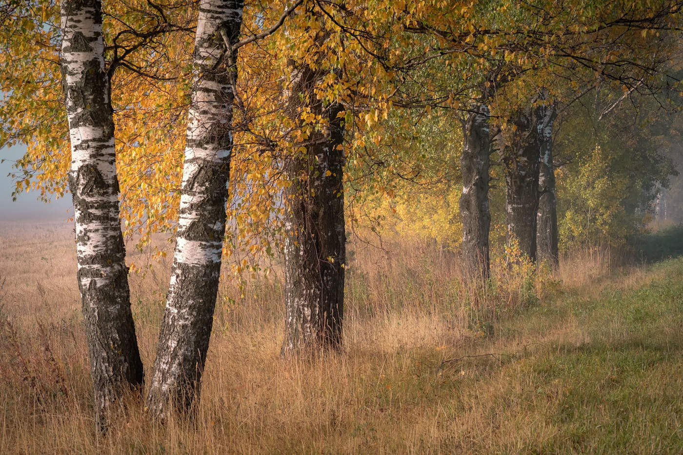 Туманное золото берез