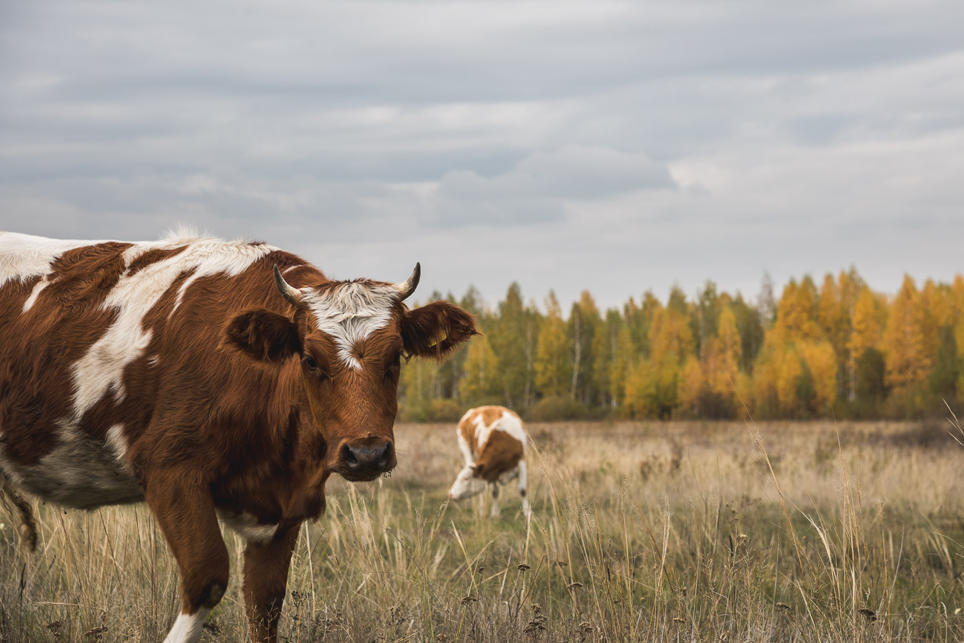 Нормальная ситуация