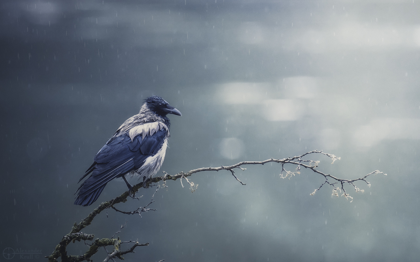 Хокку с дождем...