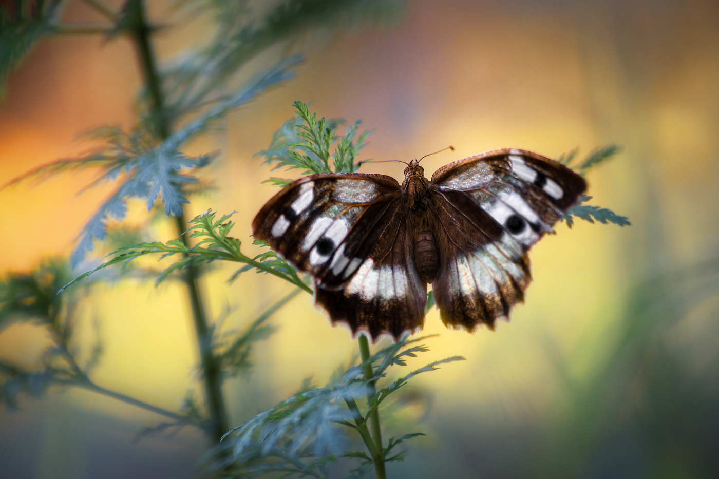Летние зарисовки.